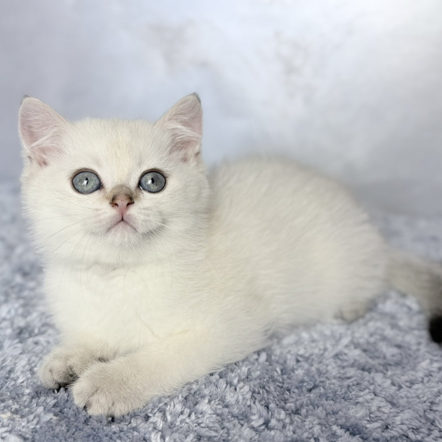 Josef Scottish Straight female, black golden shaded pointed