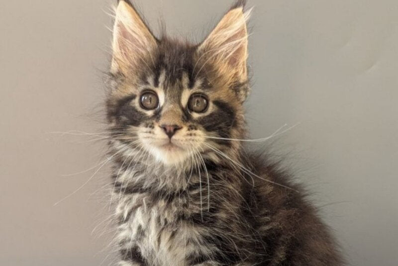 Hanny Maine Coon female, black tabby