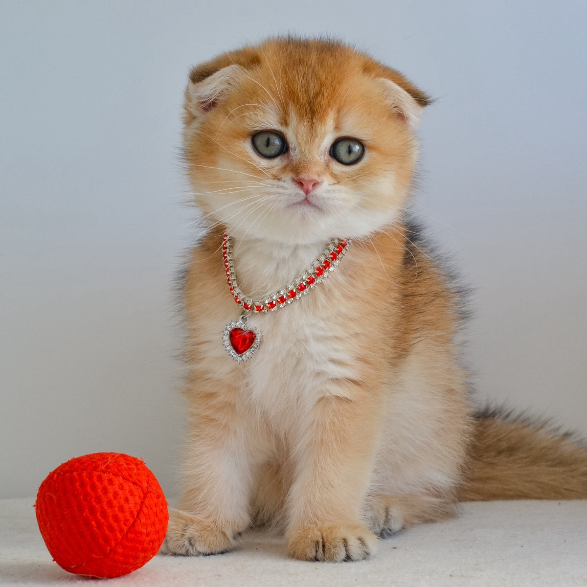 Jade Scottish Fold female, black golden shaded