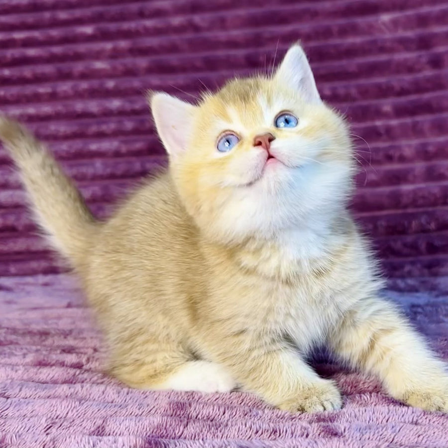 Eden British Shorthair female, cinnamon golden shaded with white