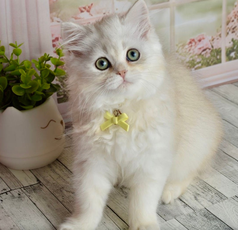 Ruby Scottish Straight female black silver shaded - live animals