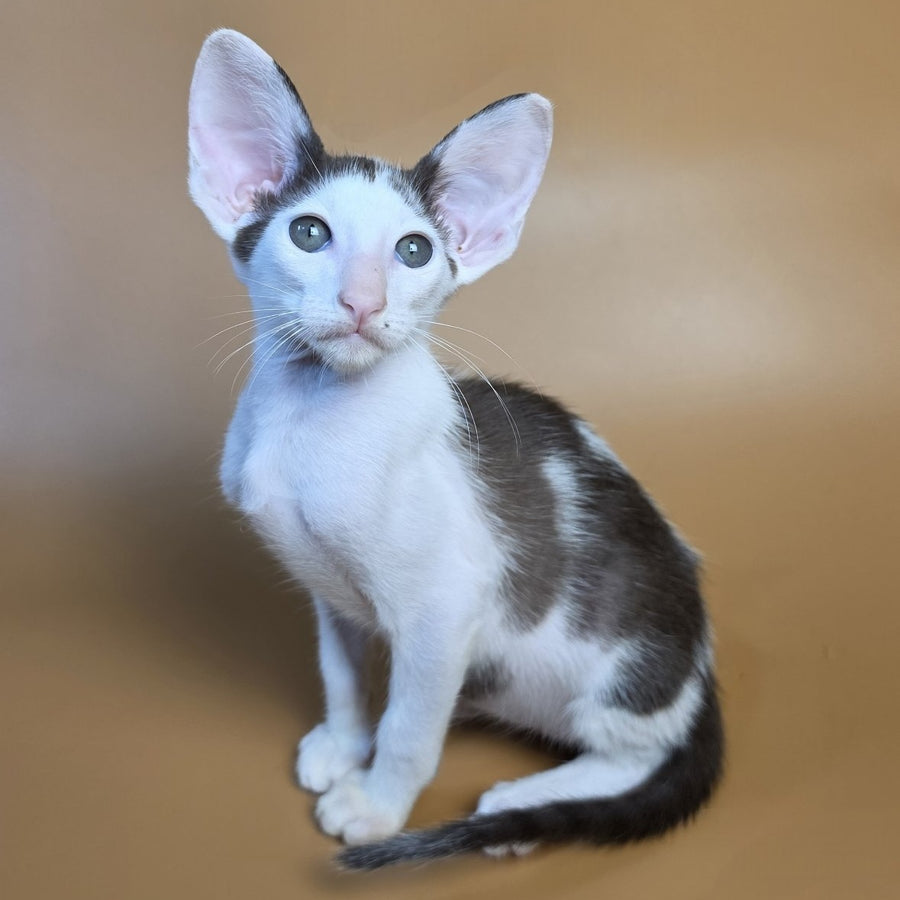 Akira Oriental Shorthair female, chocolate bicolour