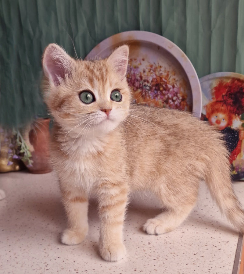 Anastasia British Shorthair female, black golden spotted tabby