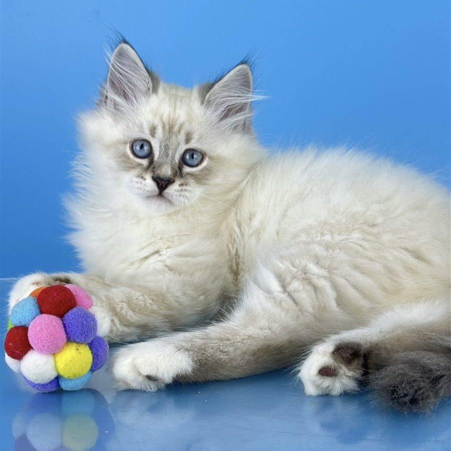 Atos Siberian male, black tabby pointed bicolour