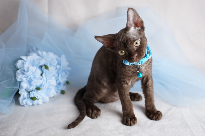 Makar Devon Rex male chocolate - live animals
