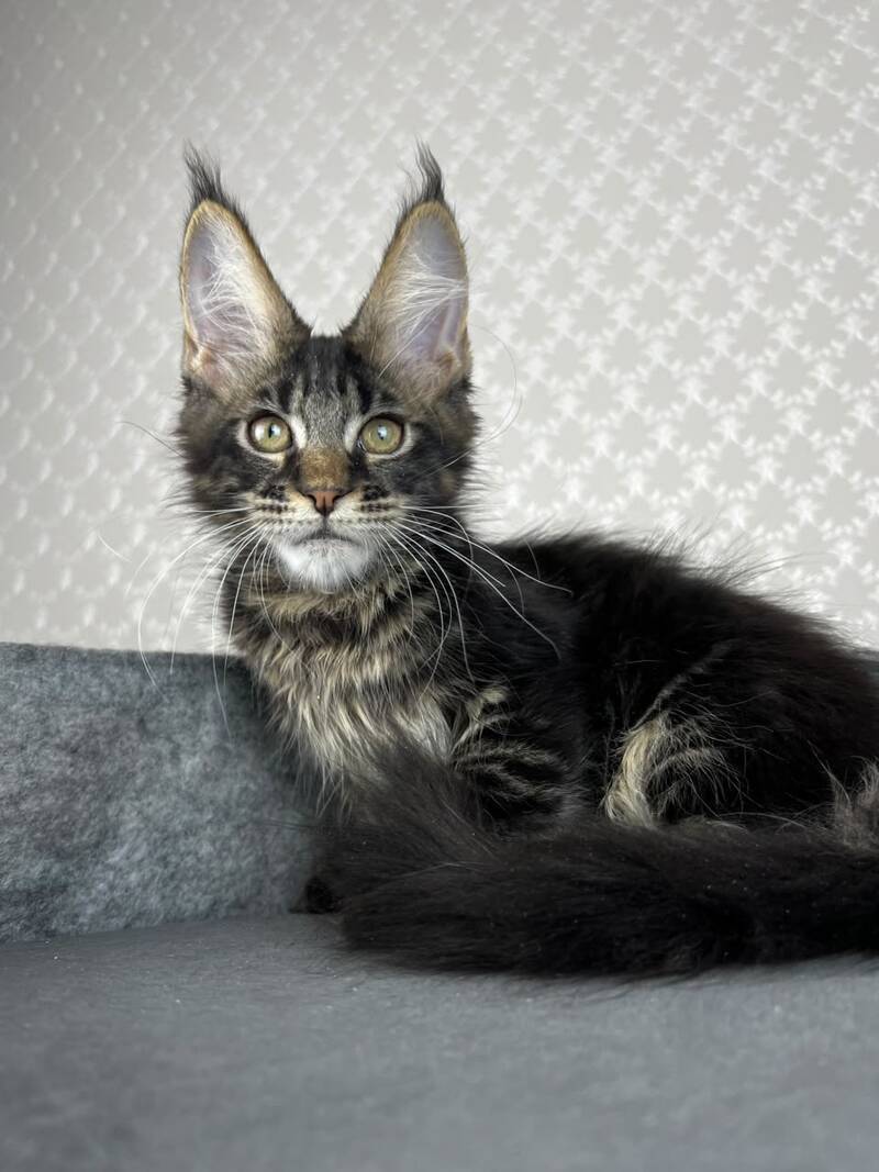 Necko Maine Coon male, black tabby