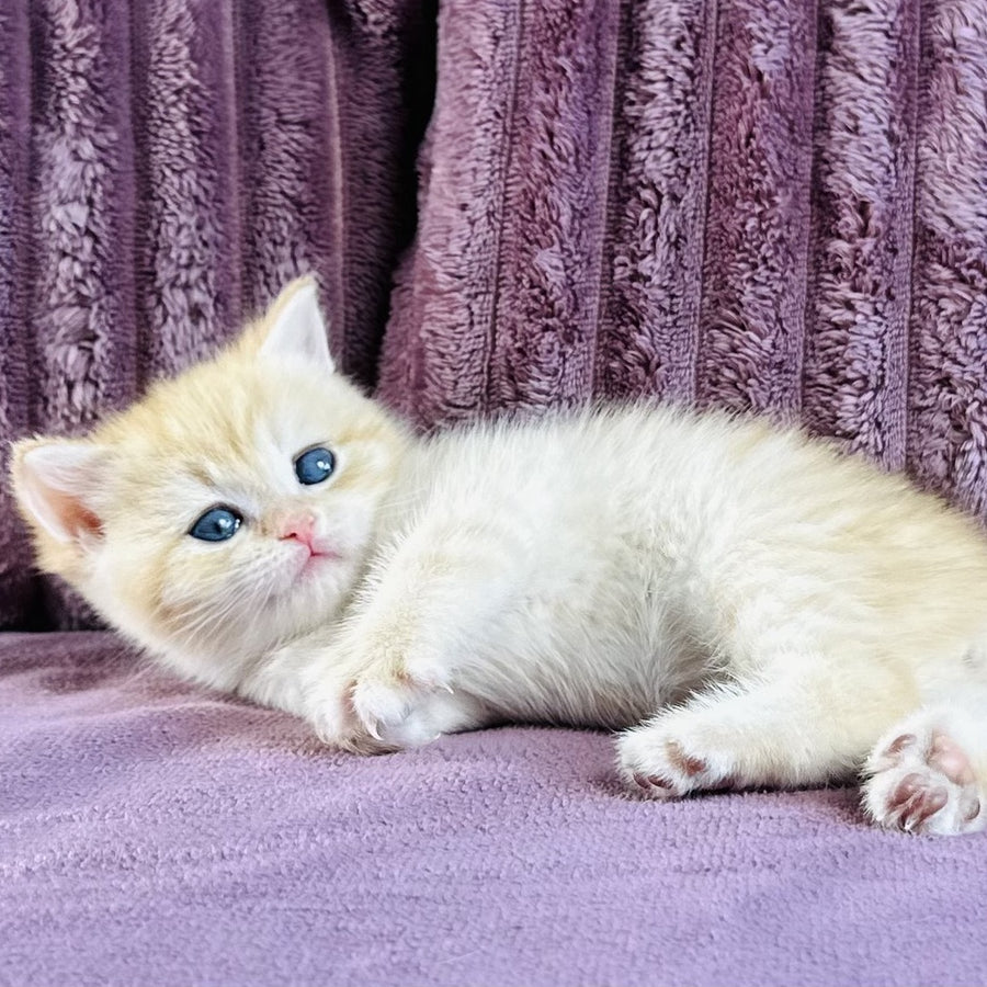 Jaya British Shorthair female, chocolate golden spotted tabby