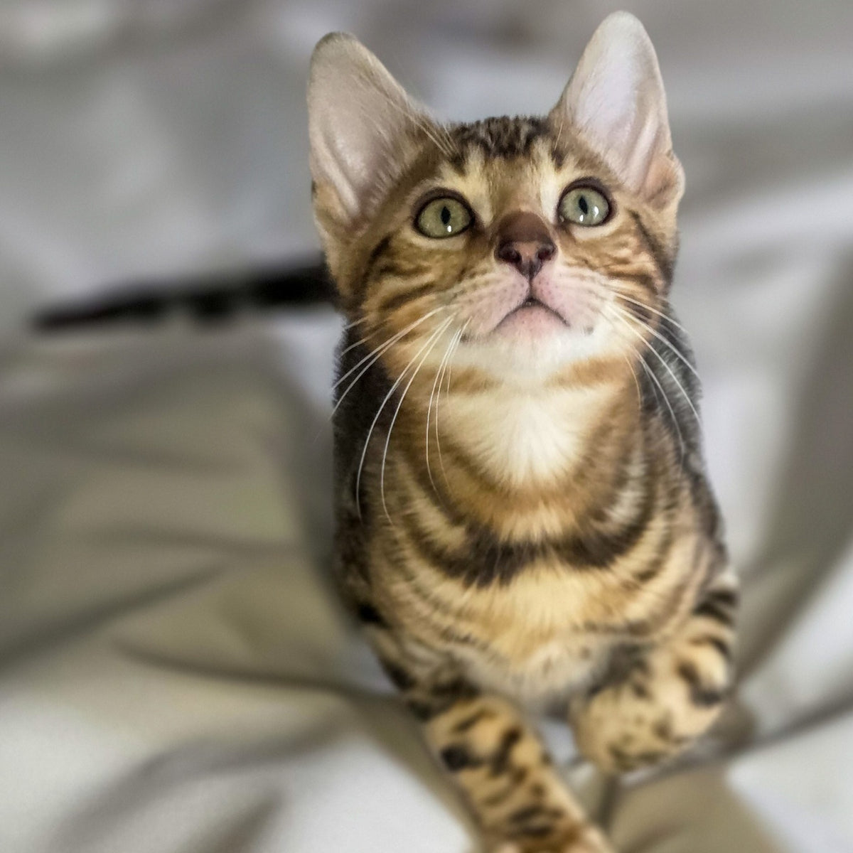 Mike Bengal male, black spotted tabby