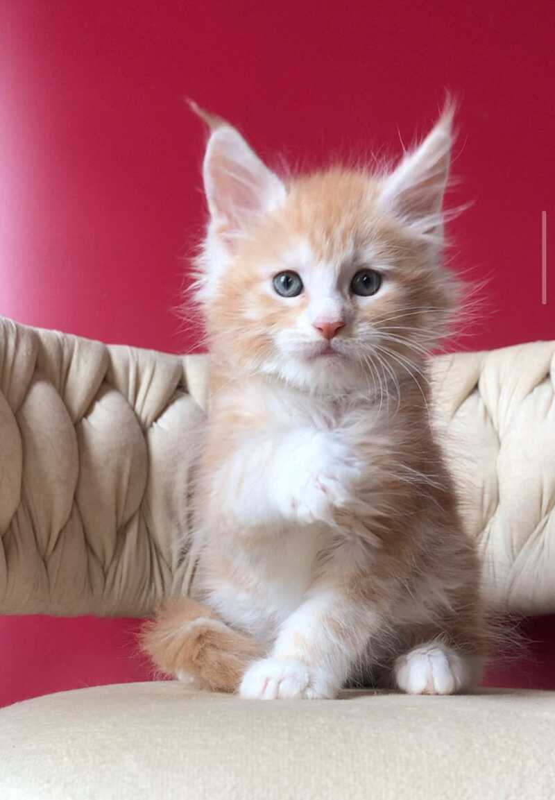 Yogurt Maine Coon male red silver tabby bicolour - live animals