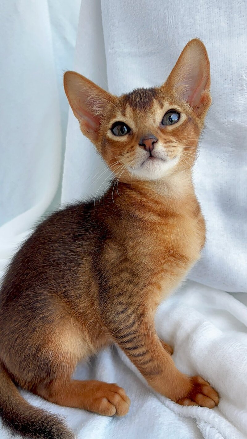 Saimon Abyssinian male, ruddy