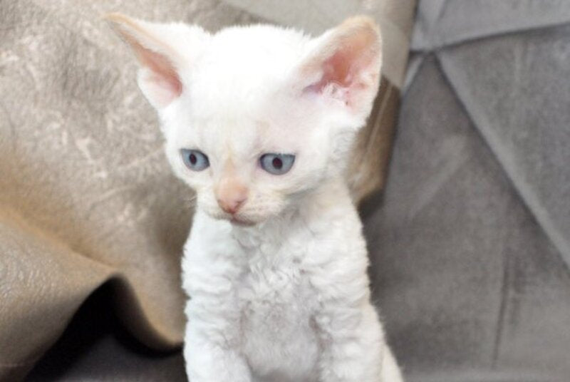 Ace Devon Rex male, red pointed