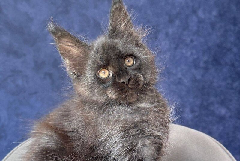 Azari Maine Coon female black silver with white - live animals