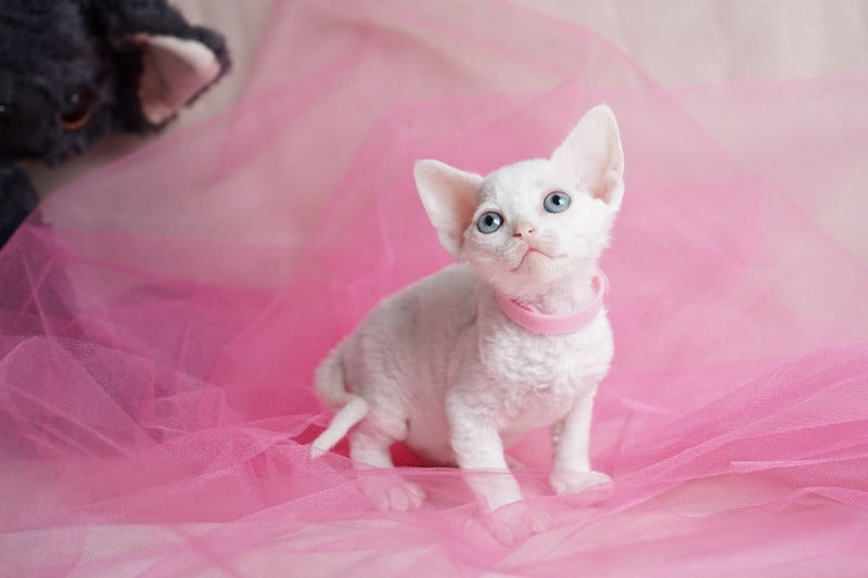 Nika Devon Rex female white - live animals