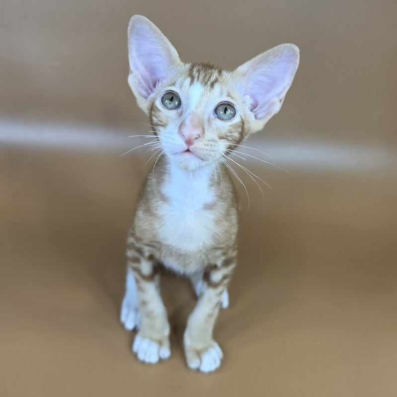 Xylan Oriental Shorthair male, red tabby mitted