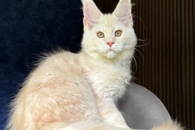 Xipil Maine Coon male, cream silver tabby