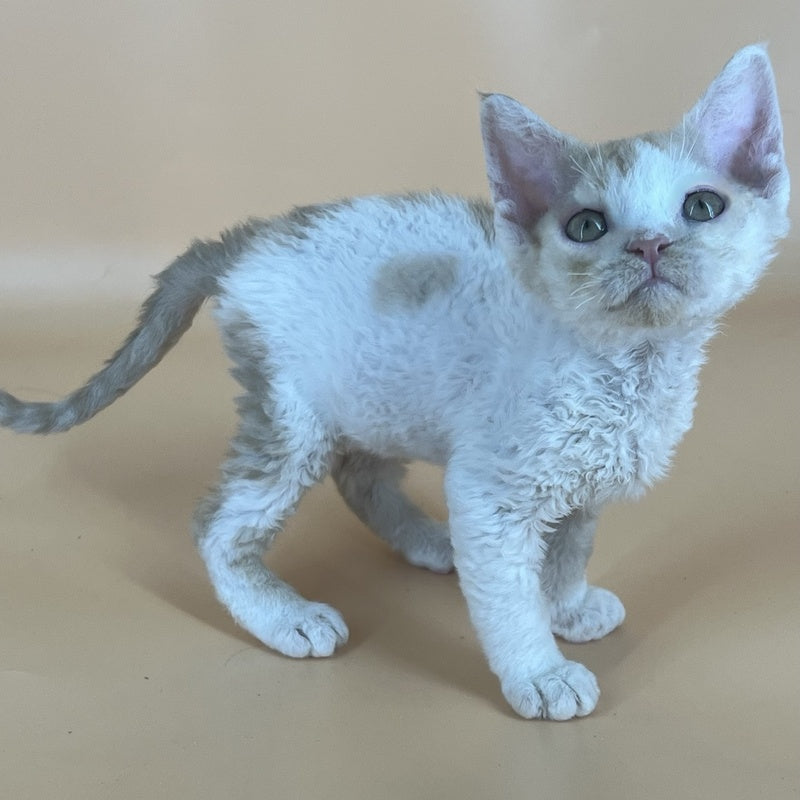 Alex Devon Rex male, red harlequin