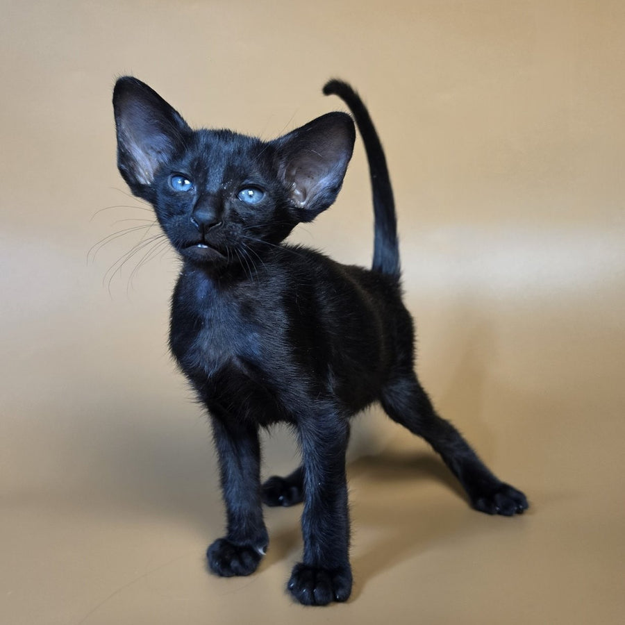 Finn Oriental Shorthair male, black