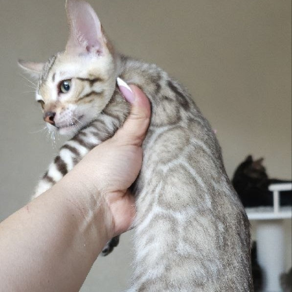 Max Bengal male, seal tabby