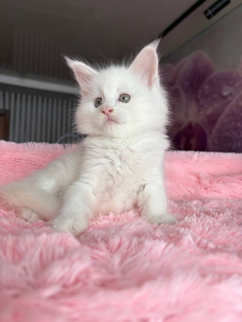 White Angel Maine Coon male white - live animals