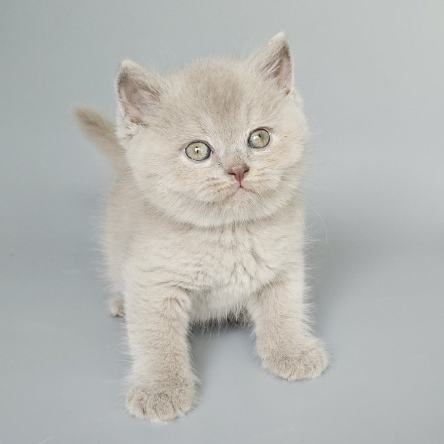 Baks British Shorthair male, fawn