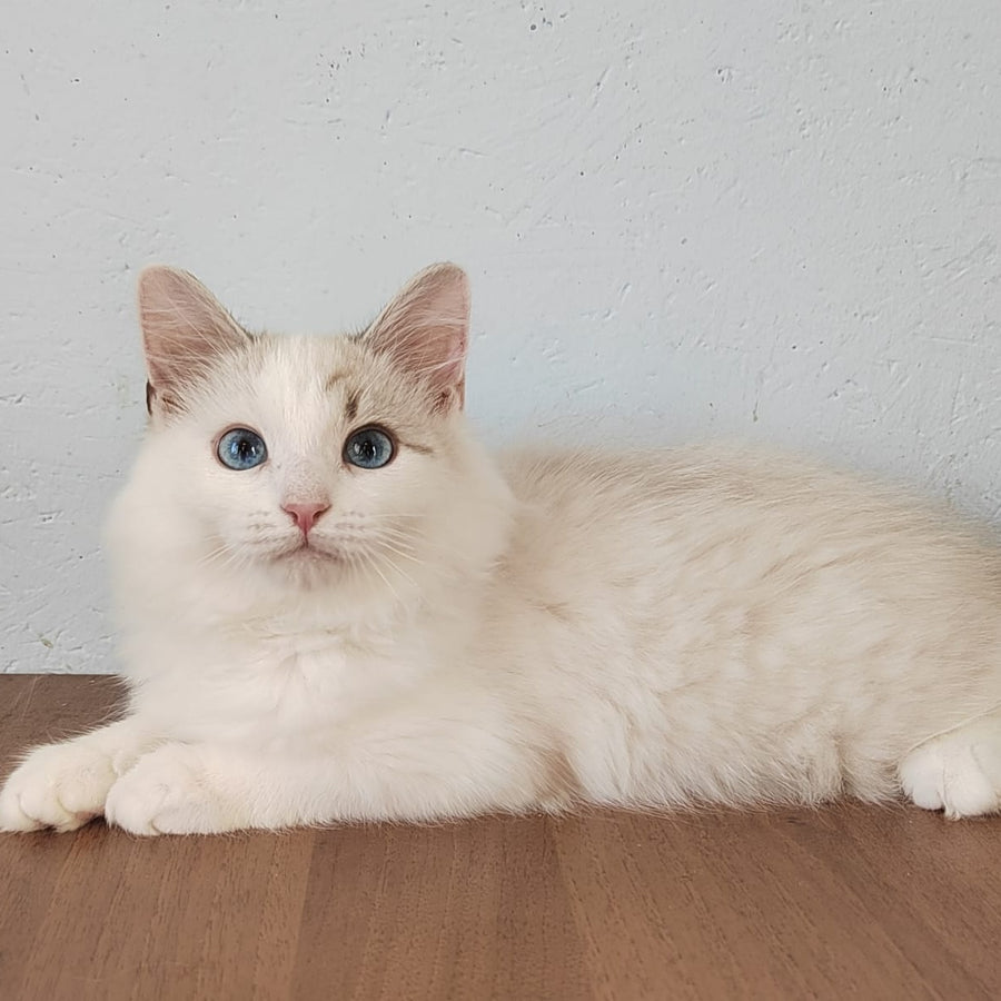 Izium Siberian male, blue tabby pointed bicolour
