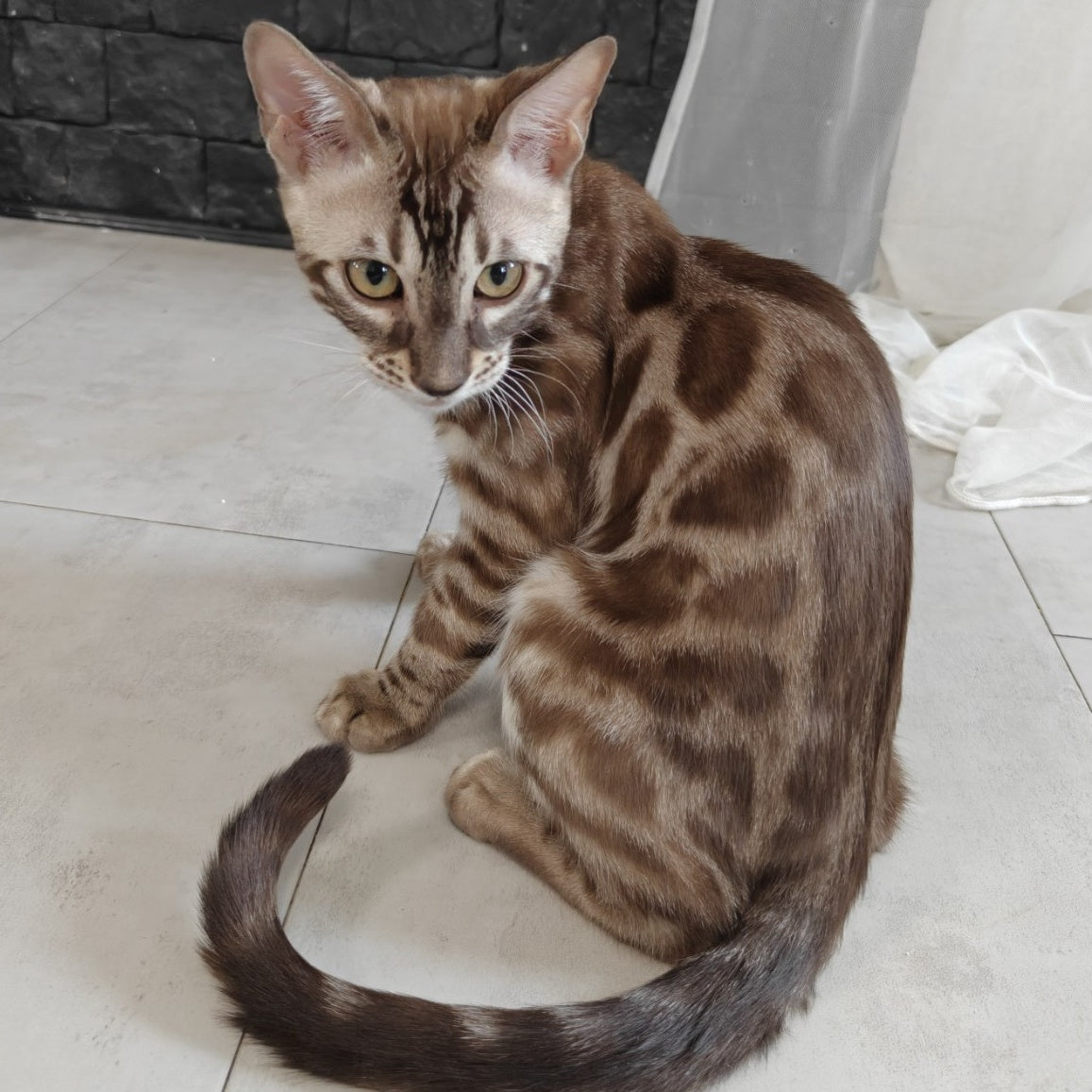 Jason Bengal male, black amber spotted tabby pointed