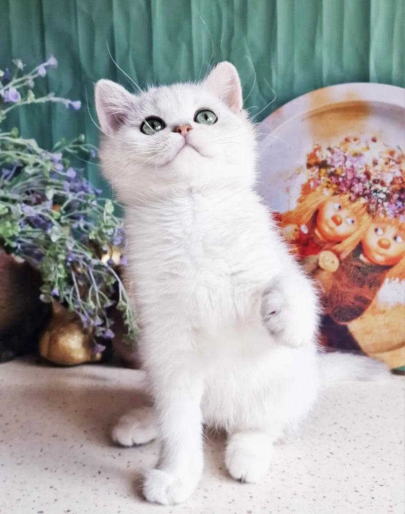 Arisha British Shorthair female, black silver shaded