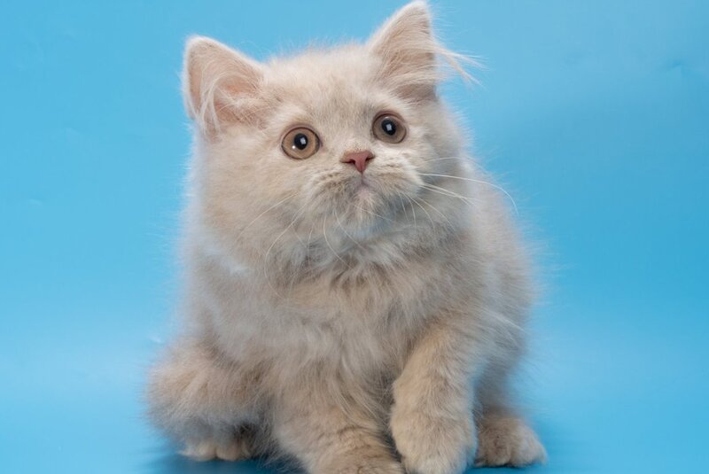 Alisa British Longhair female, fawn