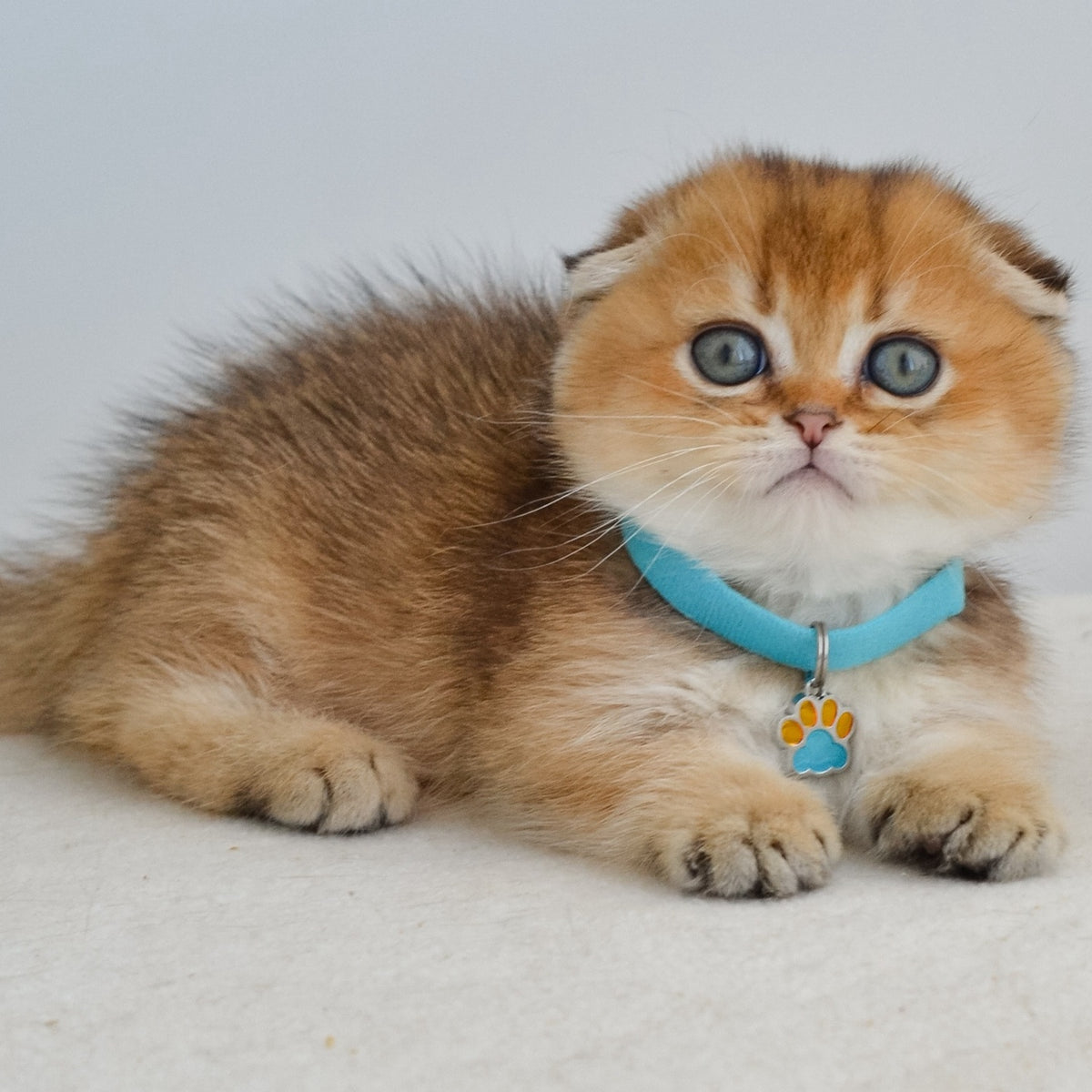 Hunter Munchkin male, black golden ticked tabby
