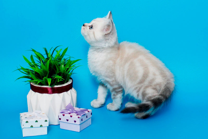 Norvis British Shorthair male, black tabby pointed
