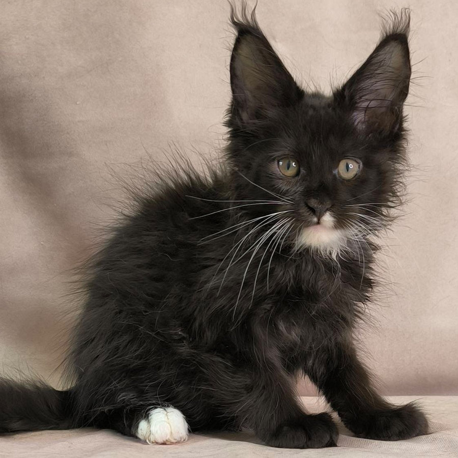 Nandi Maine Coon male, black with white