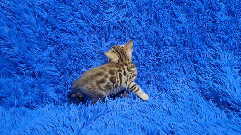 Kiki Bengal female black spotted tabby pointed - live animals