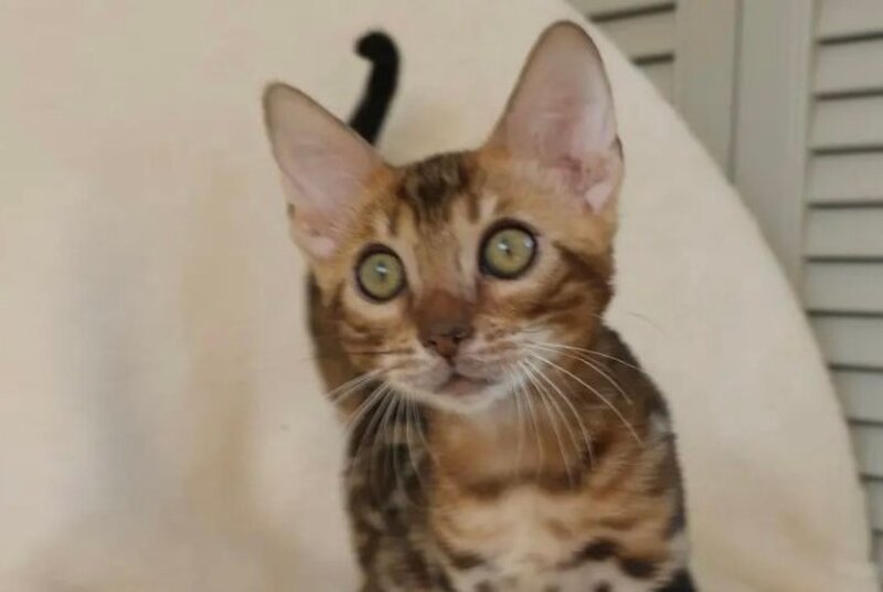 Тamerlan Bengal male black spotted tabby - live animals