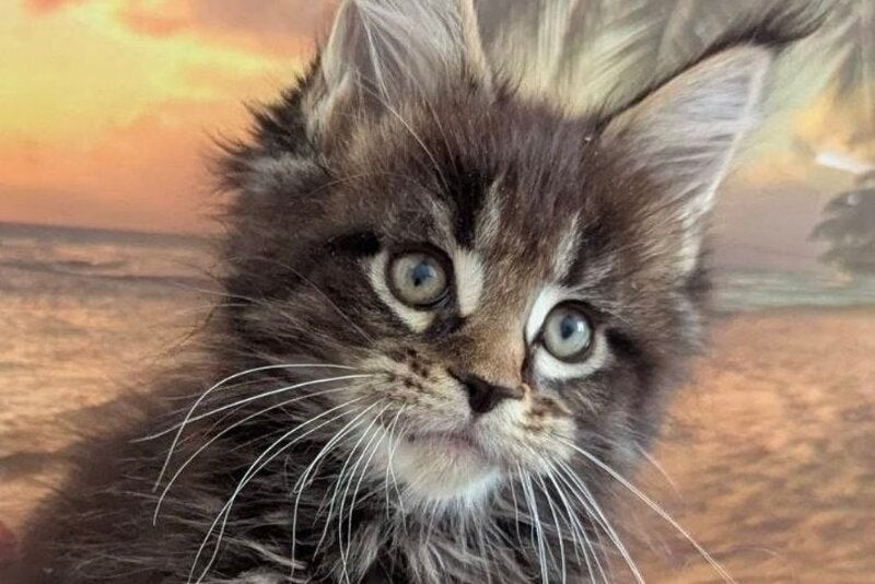 Odilia Maine Coon female black tabby live animals