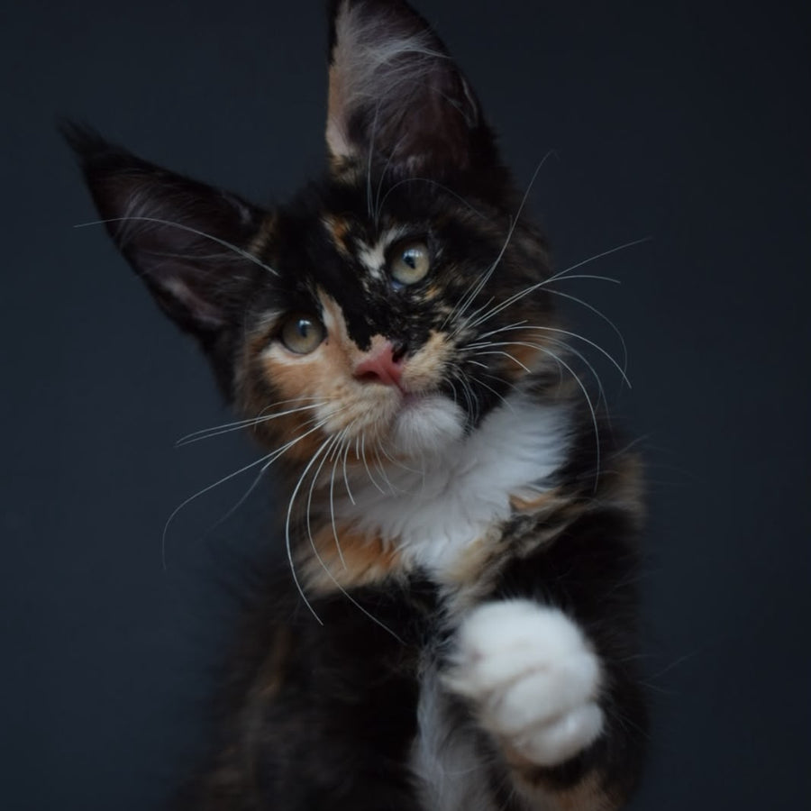 Diadema Maine Coon female, black tortie bicolour