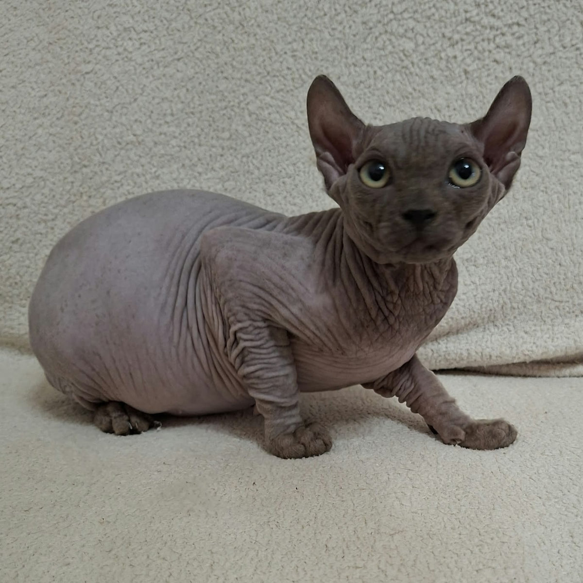 Stif Elf male, blue with white