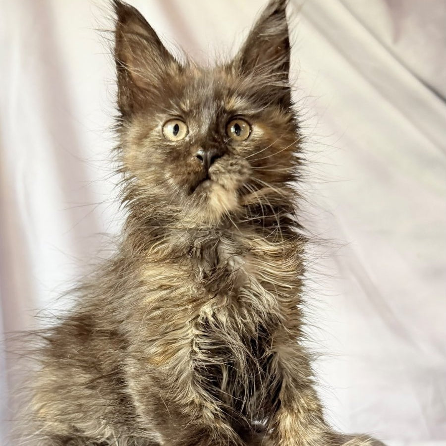Naima Maine Coon polydactyl 6x6x6x6 female, black tortie