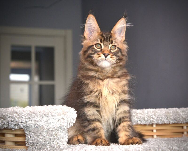 Whitewood Maine Coon male black tabby - live animals