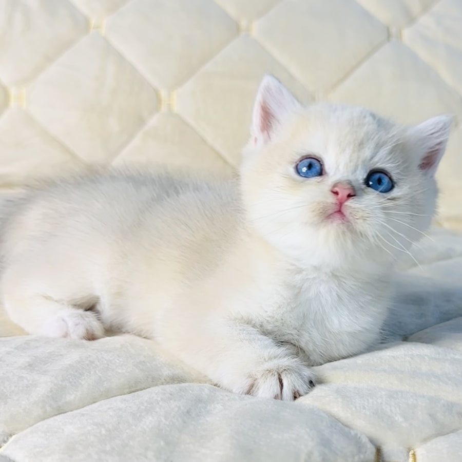 Fistashka British Shorthair female, blue golden shaded