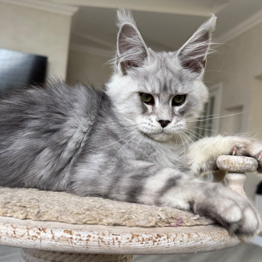 Paris Maine Coon male, black silver tabby