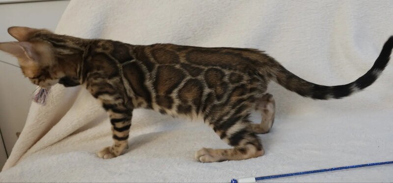 Тash Bengal male black spotted tabby - live animals