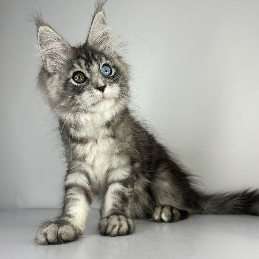Claire Maine Coon female, black silver tabby