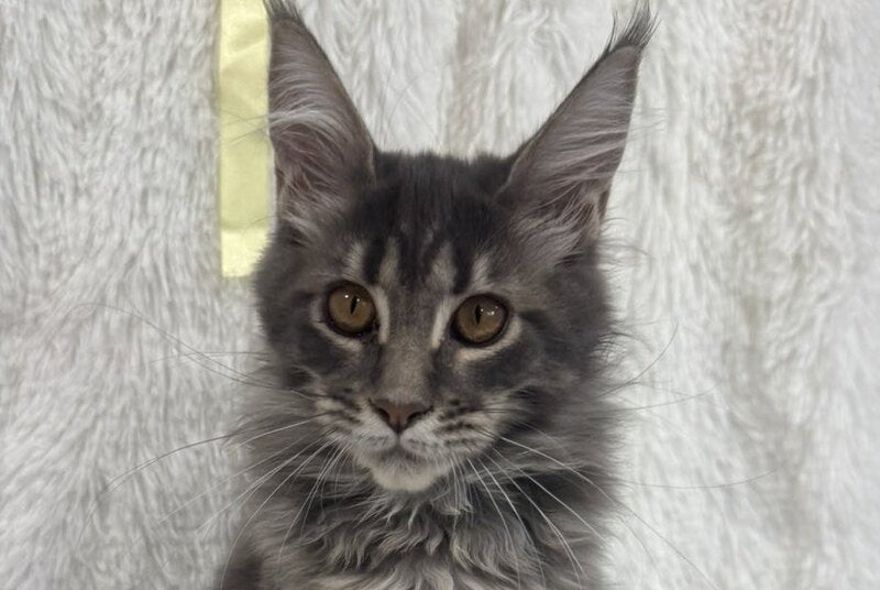 Freya Maine Coon female, blue tabby