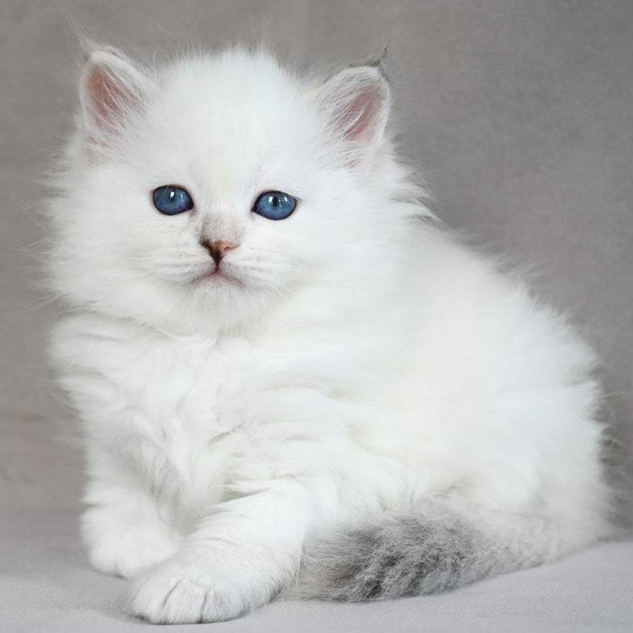 Holli Siberian female, blue tortie tabby pointed