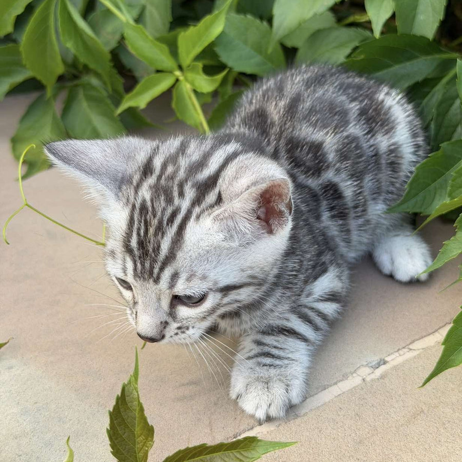 Cartier Bengal male, black silver spotted tabby