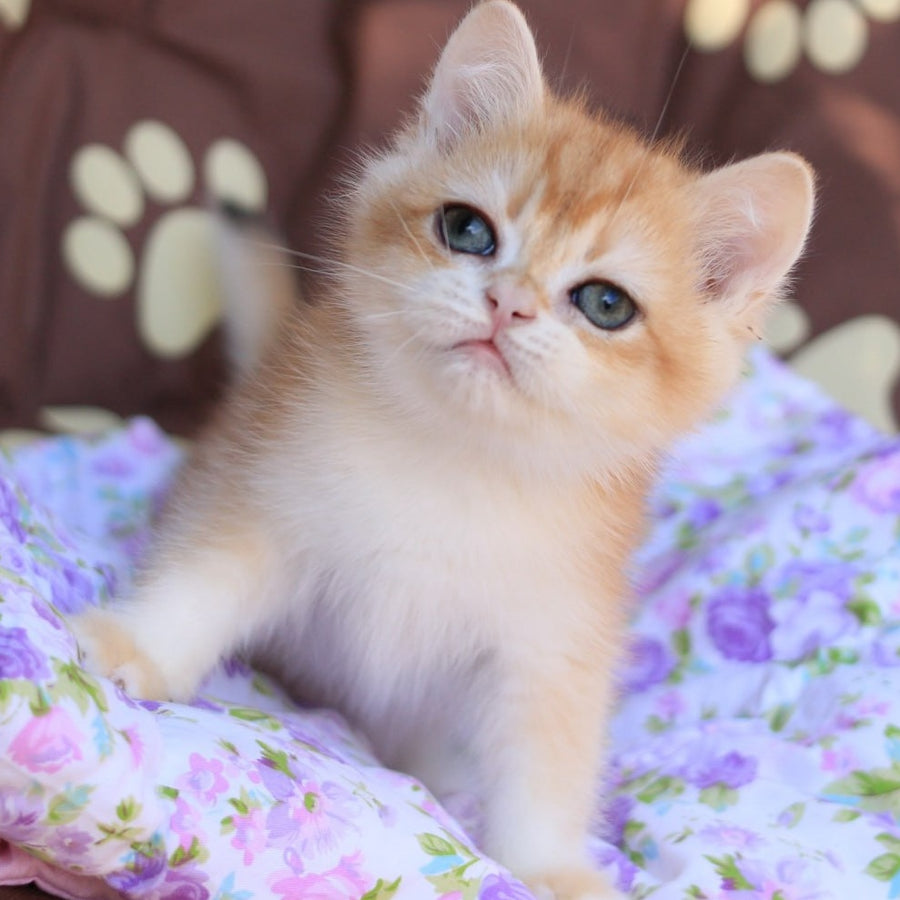 Qumquat British Shorthair male, black golden chinchilla