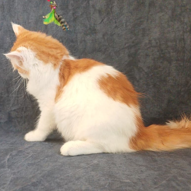 Ponchik Siberian male, red harlequin spotted tabby