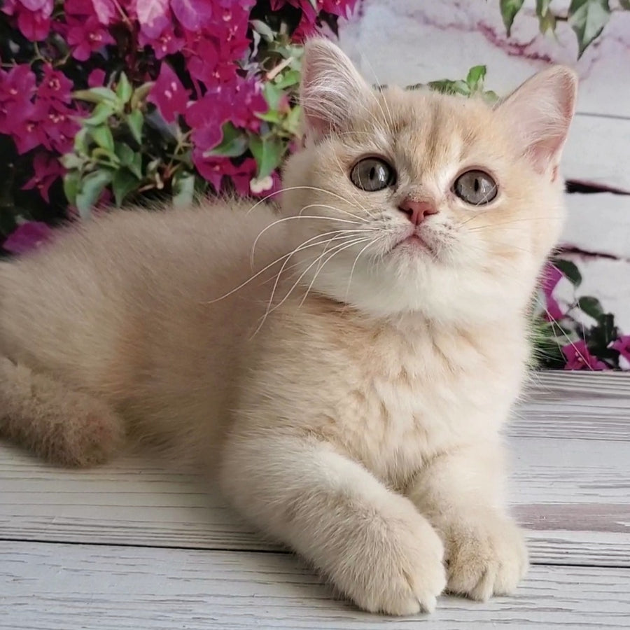Alan British Shorthair male, lilac golden shaded
