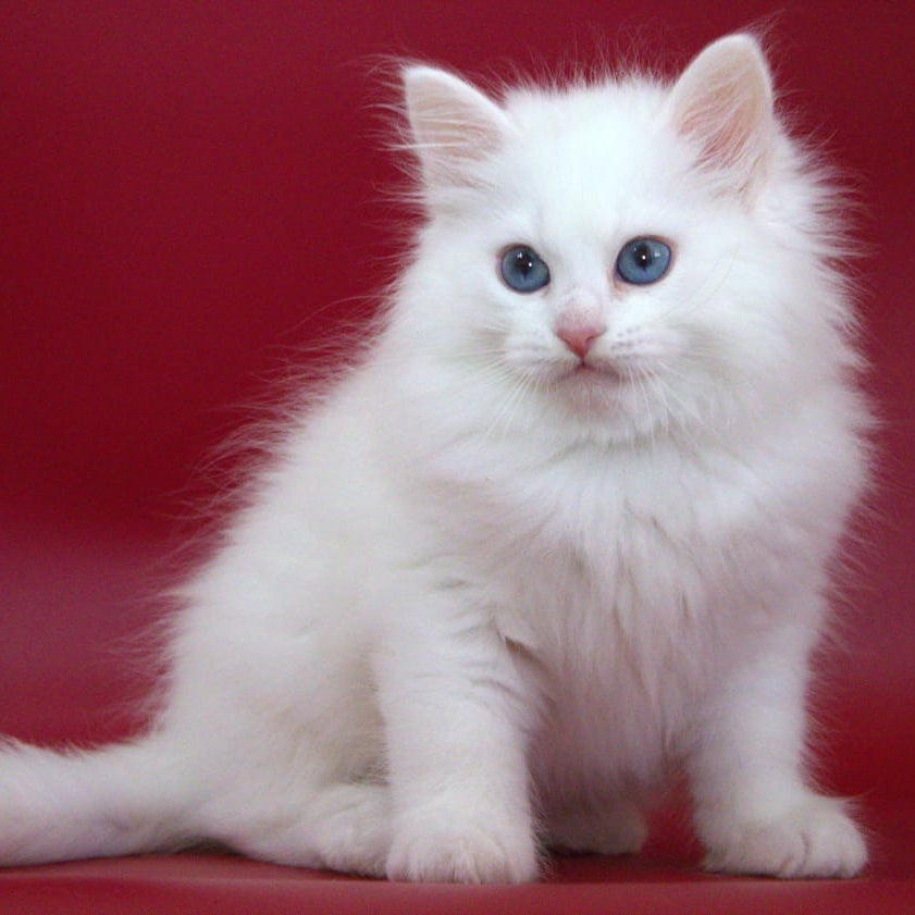 George Siberian male, white