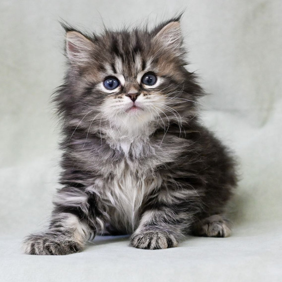 Leo Siberian male, black tabby